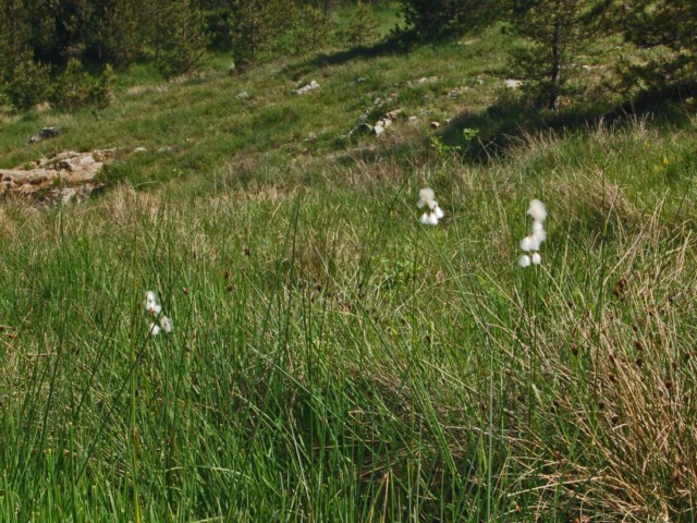 Dei ciuffetti senza nome - Eriophorum sp.